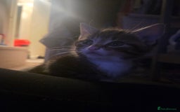 Domestic Shorthair cats for sale: Gorgeous black and tabby kittens - Advert 6