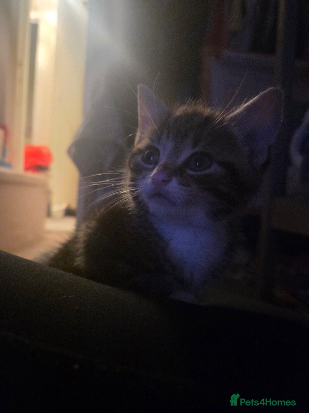 Domestic Shorthair cats for sale: Gorgeous black and tabby kittens - Advert 6