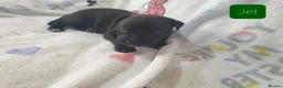 Mixed Breed dogs for sale: Staffy Mix Puppies in Seaham - Advert 4