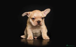 French Bulldog dogs for sale: kc registered french bulldogs - Image 6