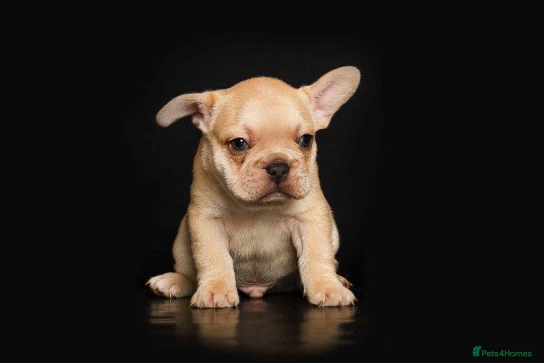 French Bulldog dogs for sale: kc registered french bulldogs - Image 6