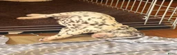 Dalmatian dogs for sale: 6 Dalmatian Puppies for Sale  in Heathfield - Advert 33