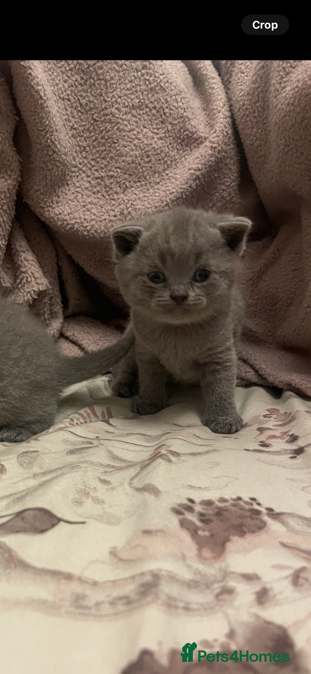 British Shorthair cats for sale: 🐾 Meet Leia- Female British Shorthair 🐾  - Advert 3