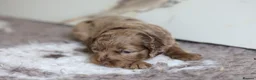 Cavapoo dogs for sale: F1 rare chocolate/choc Merle Cavapoo pups - Advert 37