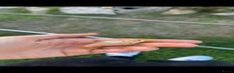 Goldfish fish for sale: Goldfish for Sale in Amersham - Advert 1