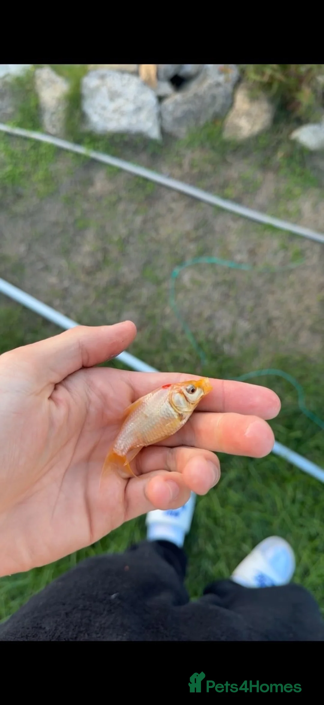 Goldfish fish for sale: Goldfish for Sale in Amersham - Advert 1