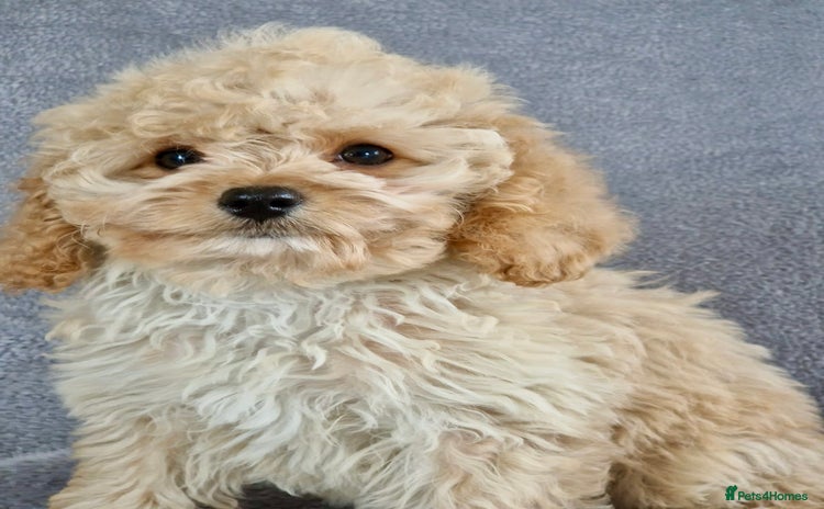 Cavapoochon dogs - Advert 2