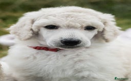 Standard Poodle dogs for sale: It has to be ALL WHITE Standard Poodle Puppies - Image 24