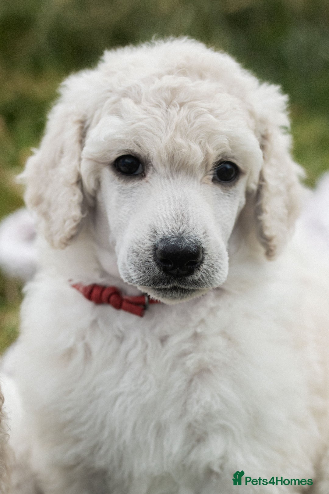 Standard Poodle dogs for sale: It has to be ALL WHITE Standard Poodle Puppies - Image 24