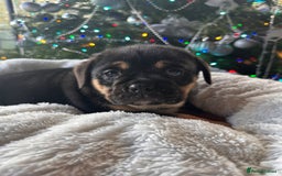 Old Tyme Bulldog dogs for sale: English bulldogs puppies  - Image 8