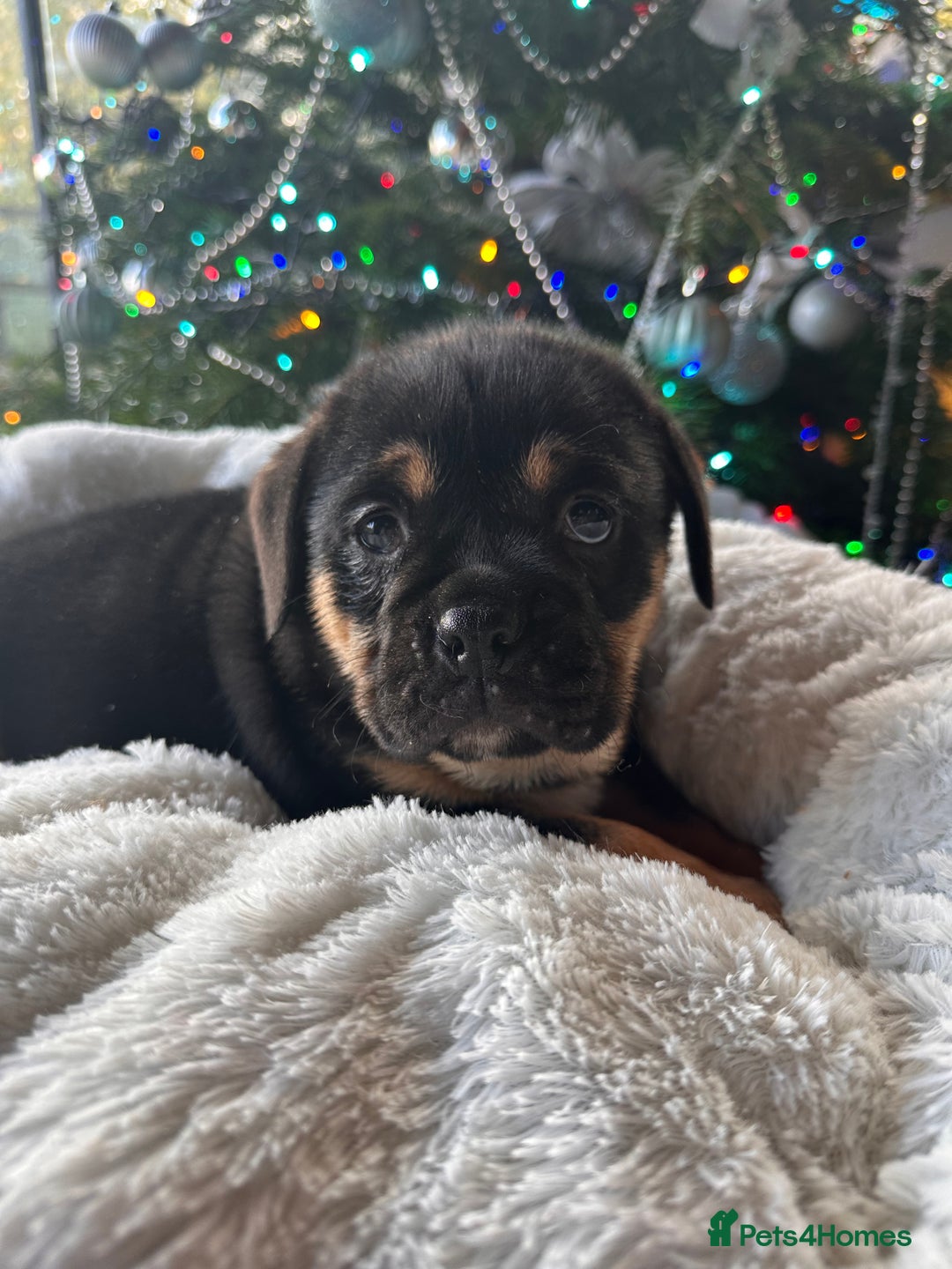 Old Tyme Bulldog dogs for sale: English bulldogs puppies  - Image 8