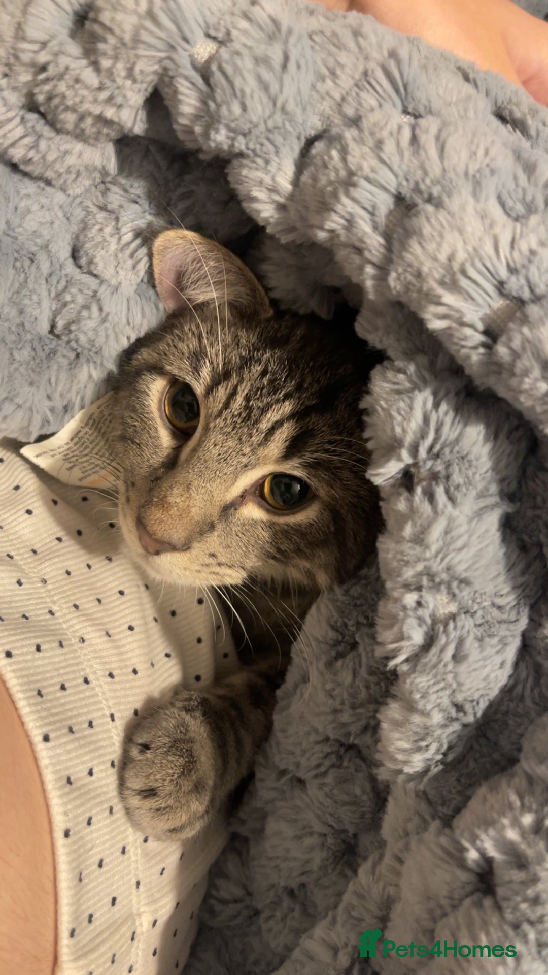 Domestic Shorthair cats for sale: 1 year old cat for sale £100.00  - Image 4