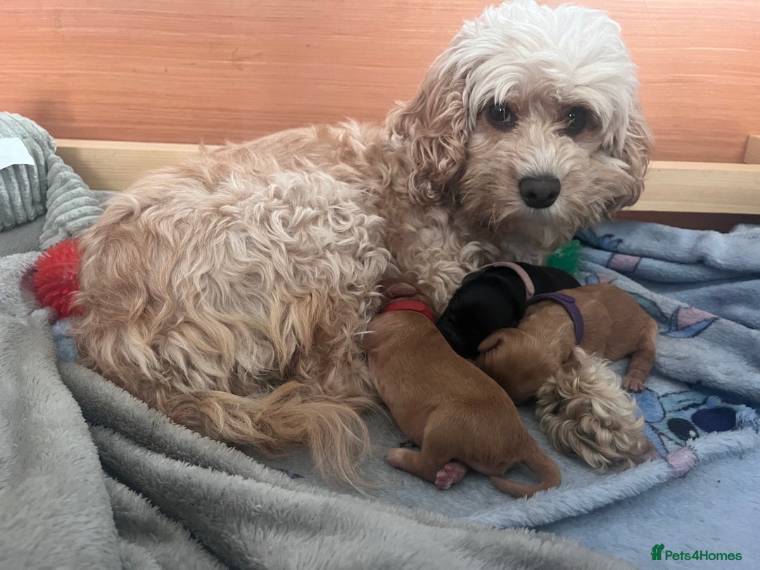 Cockapoo dogs for sale: F2 Cockapoos - Image 12