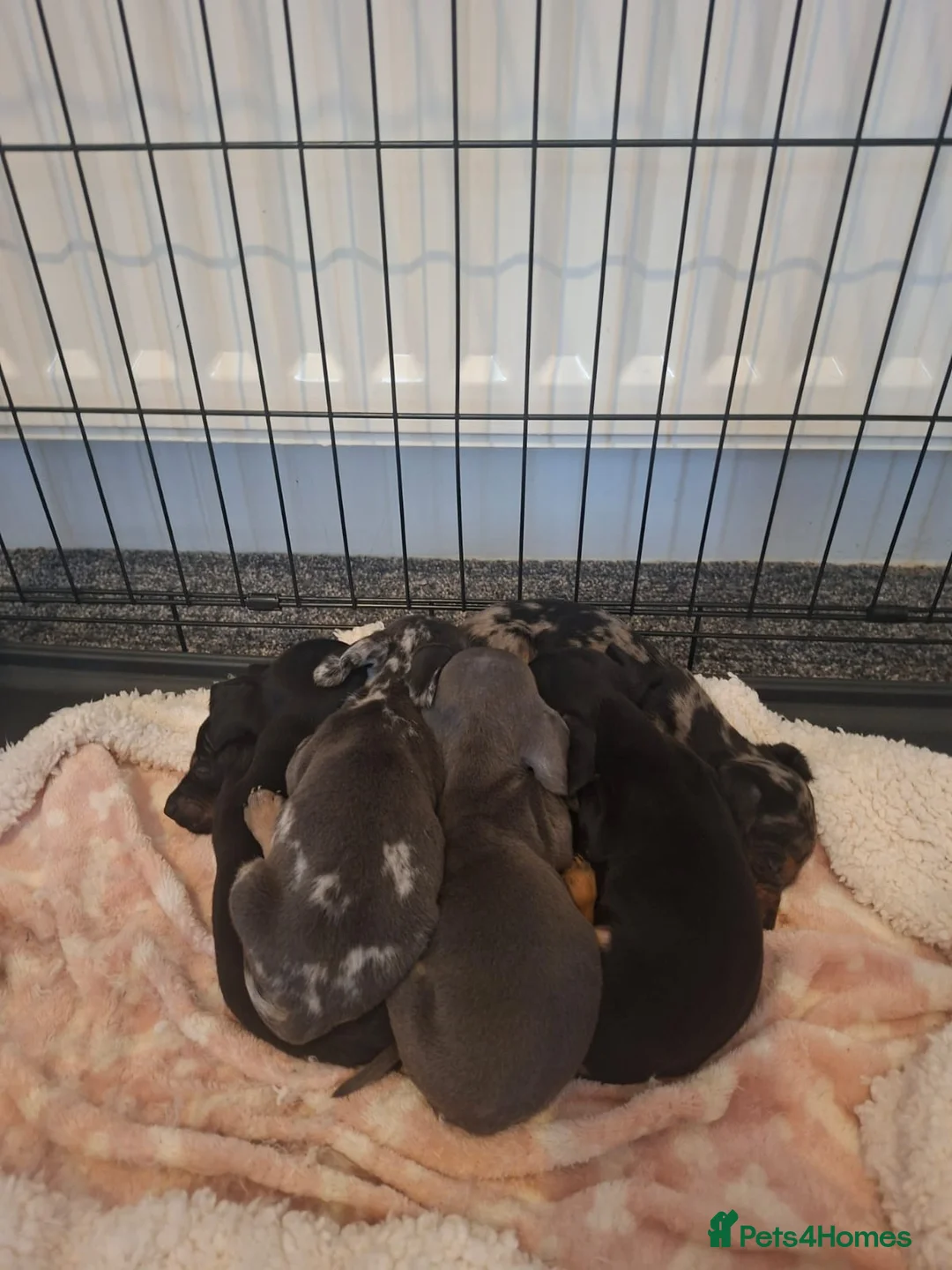 Miniature Dachshund dogs for sale: Miniature dachshund 5 left  - Advert 3