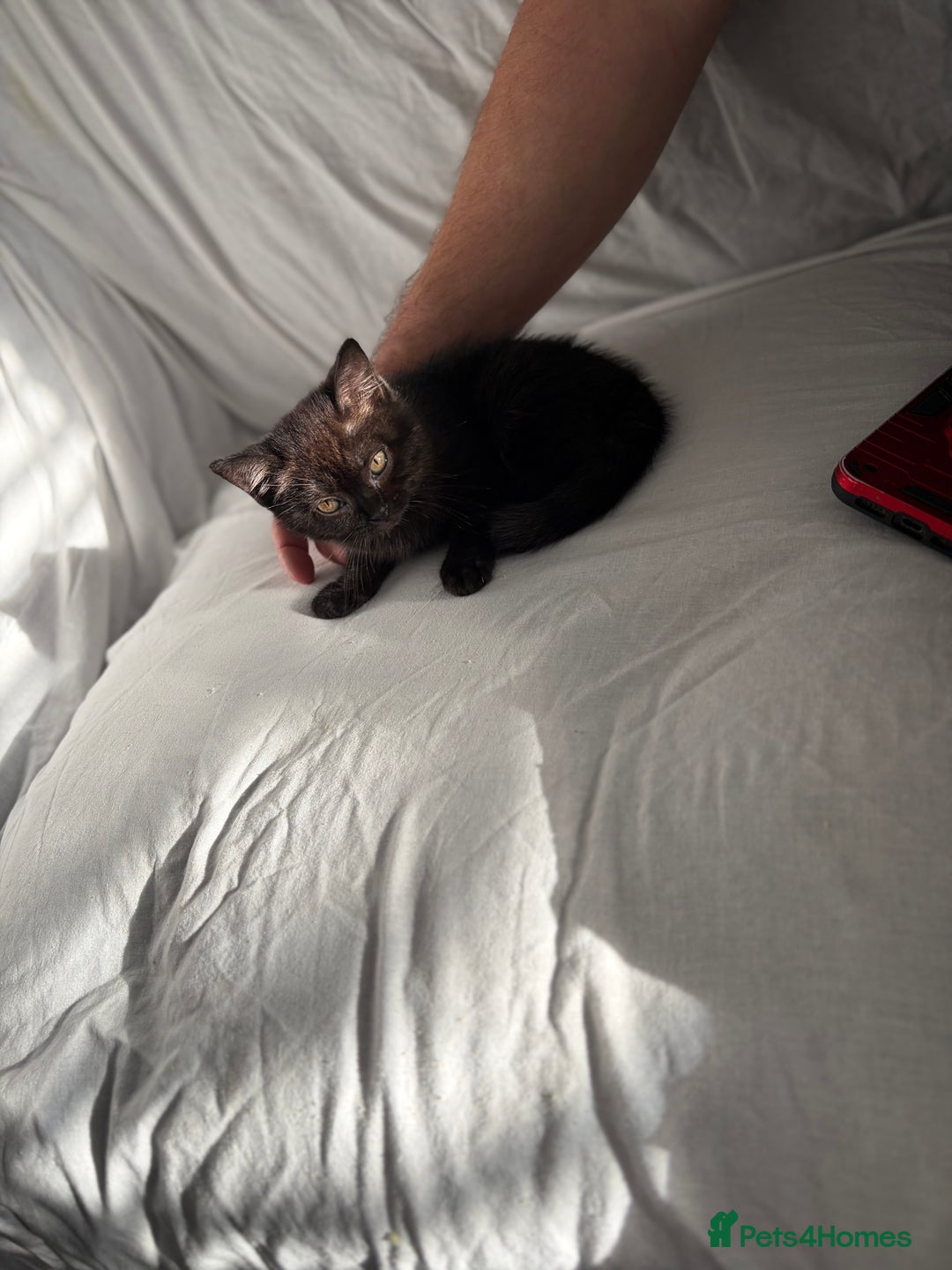 British Shorthair cats for sale: kittens liverpool - Advert 7