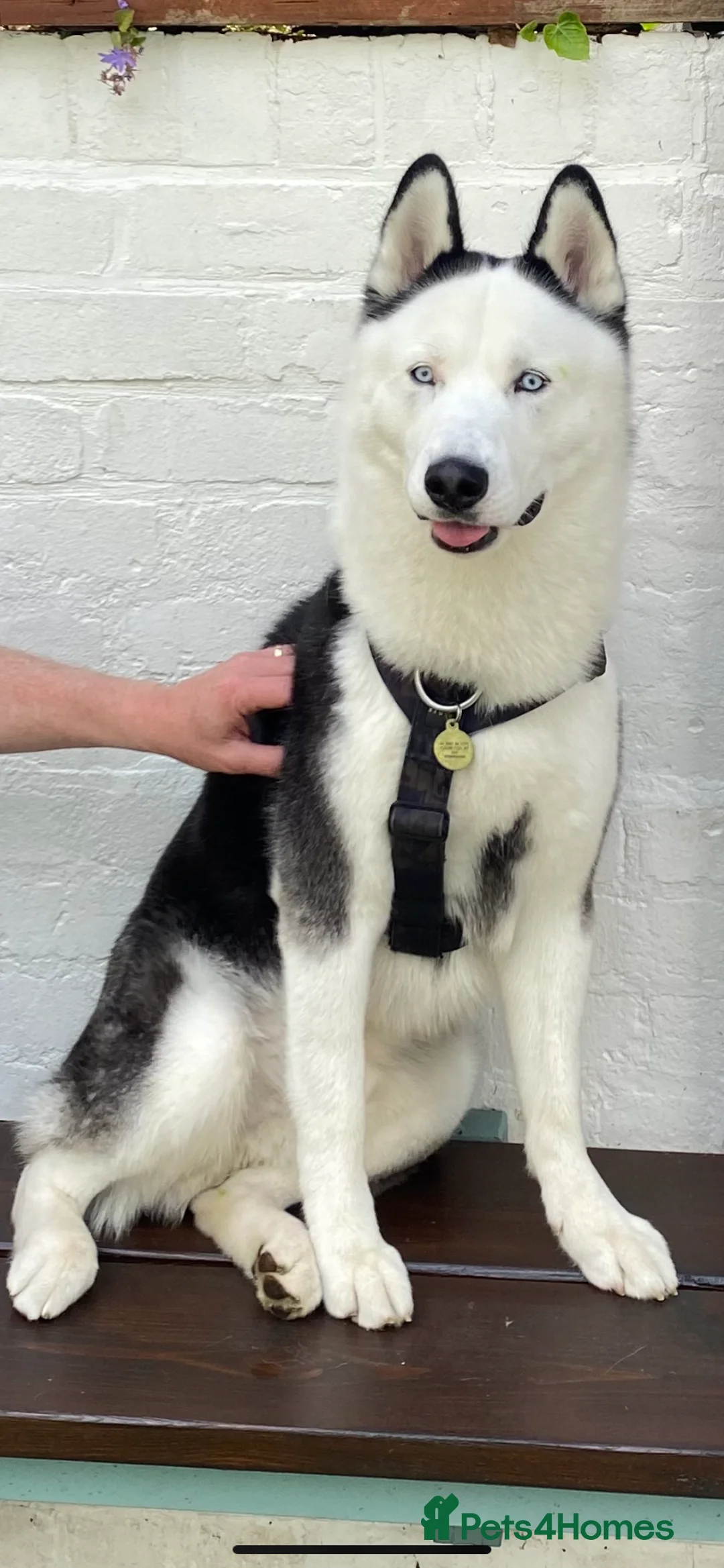Siberian Husky dogs for stud: Stunning Blue eye Sibrian Husky for Stud (Proven) in Liverpool - Advert 19