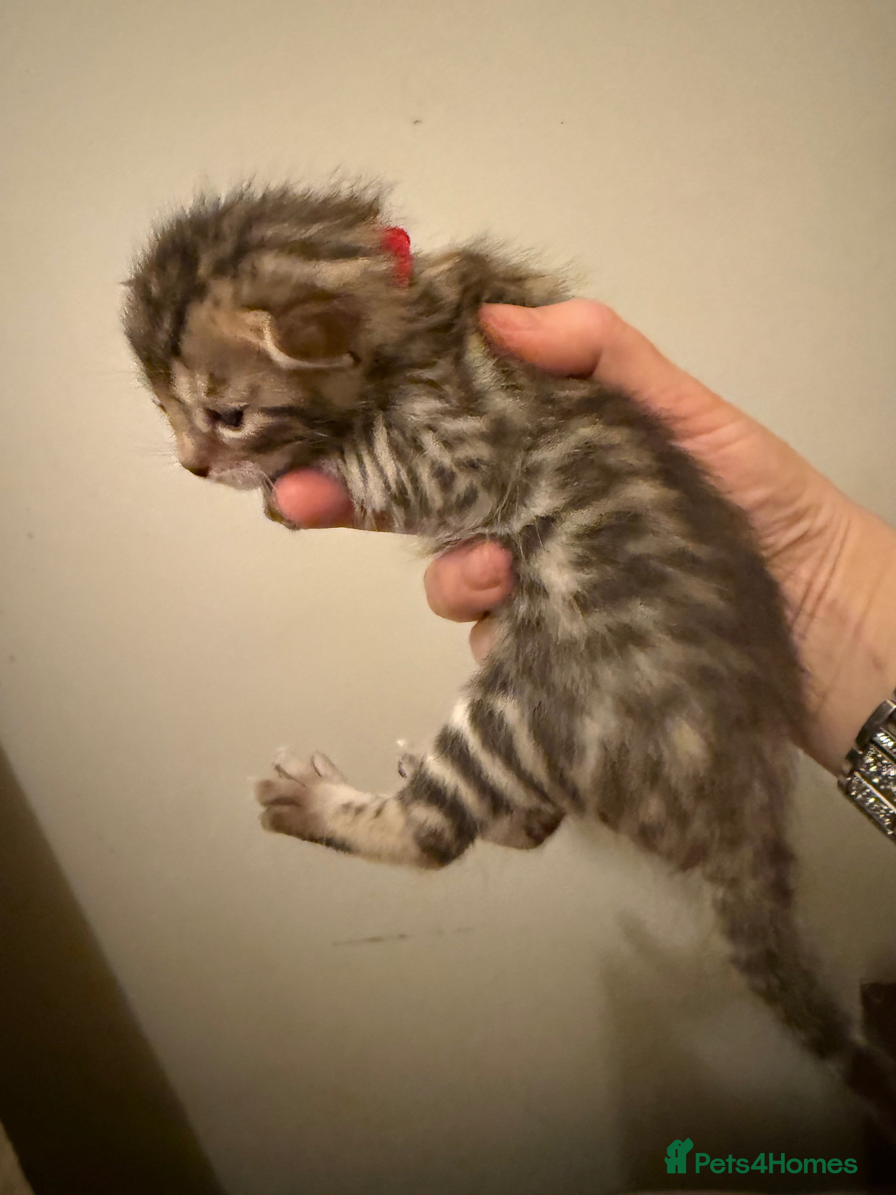 Bengal cats TICA 🐾 Health Tested 🐆 Bengal Kitten 💙  - Advert 8