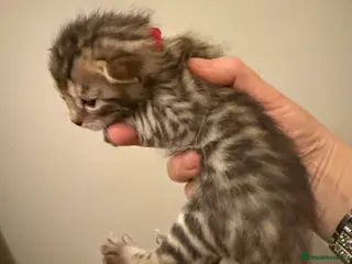 Bengal cats TICA 🐾 Health Tested 🐆 Bengal Kitten 💙 - Advert 8