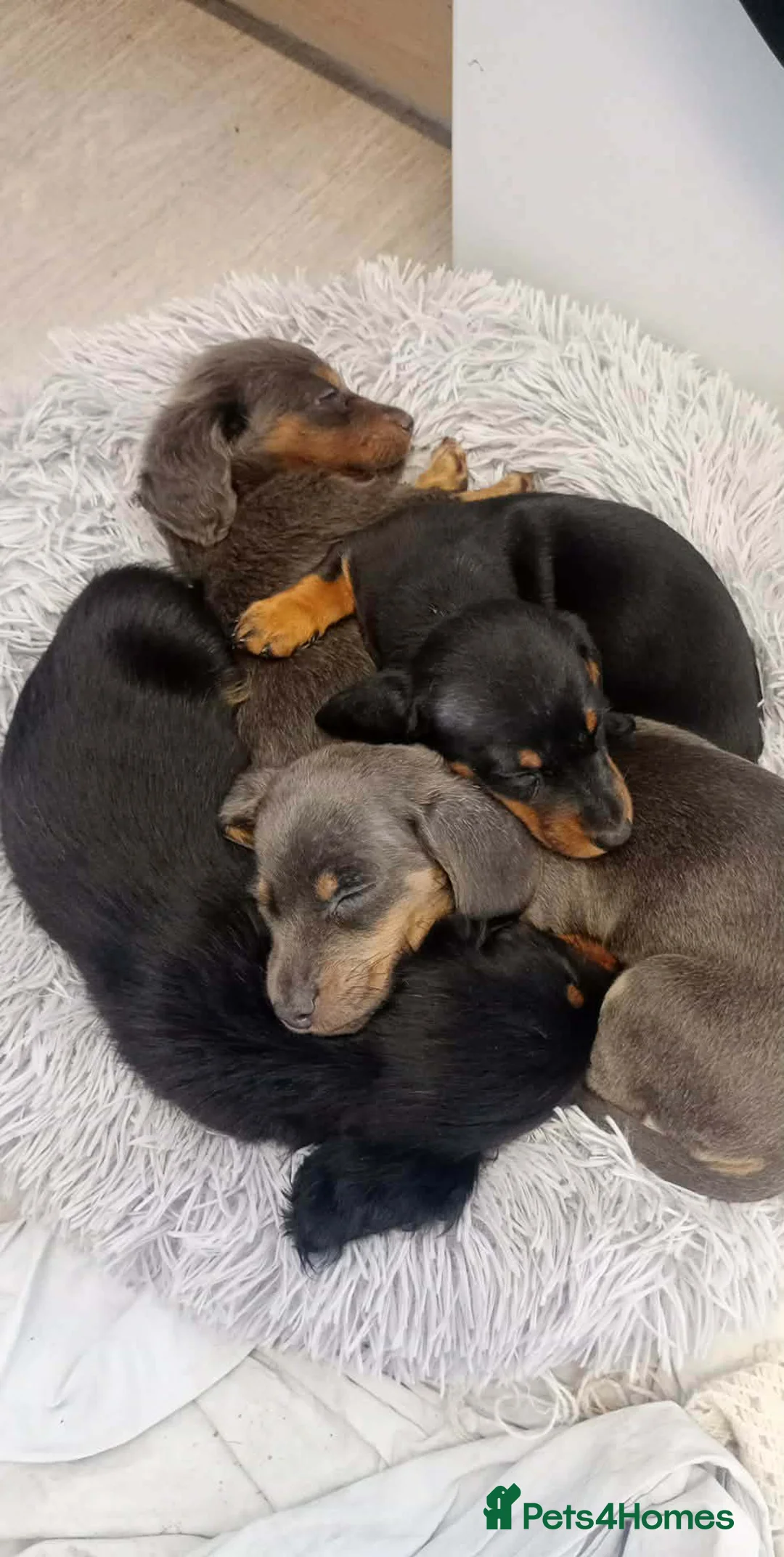 Dachshund dogs for sale: Mrs DD Connelly  - Advert 4