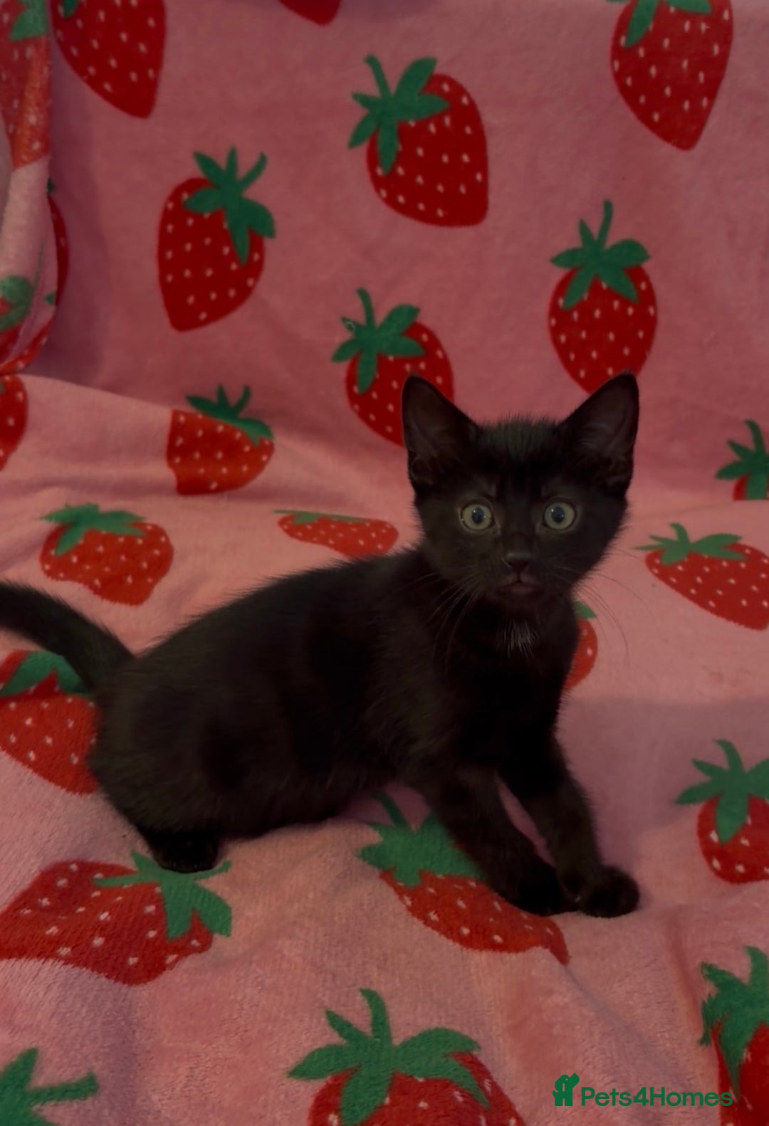 Mixed Breed cats for sale: girl kitten ready to go  - Advert 6