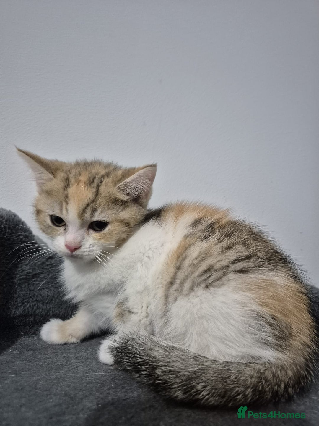 British Shorthair cats for sale: Four cross breed cuties. - Advert 13