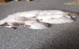 Ragdoll cats for sale: 2 x Ragdoll kittens forsale - Image 5