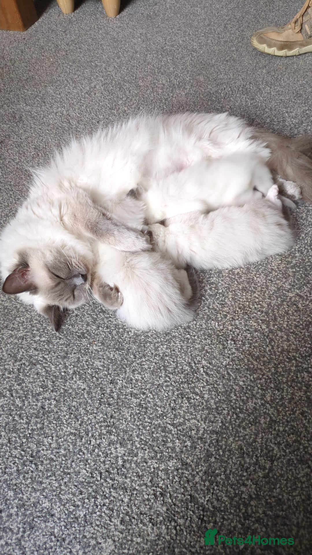 Ragdoll cats for sale: 2 x Ragdoll kittens forsale - Image 5