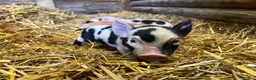 Pig livestock for sale: purebred Kune kune pigs - Advert 3
