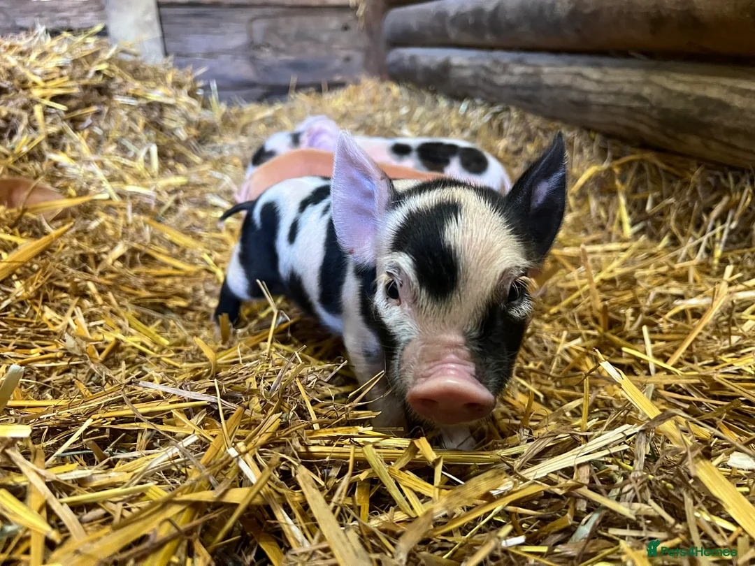 Pig livestock for sale: purebred Kune kune pigs - Advert 3