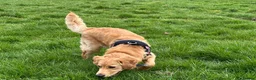 Golden Retriever dogs for sale: KC Golden Retriever Male Puppy Health Tested  - Advert 12