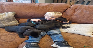 Labrador Retriever dogs - Advert 2