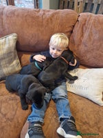 Labrador Retriever dogs - Advert 11