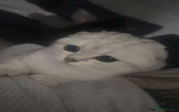 Scottish Fold cats for sale: Scottish Fold Kitten For Sale - Image 1