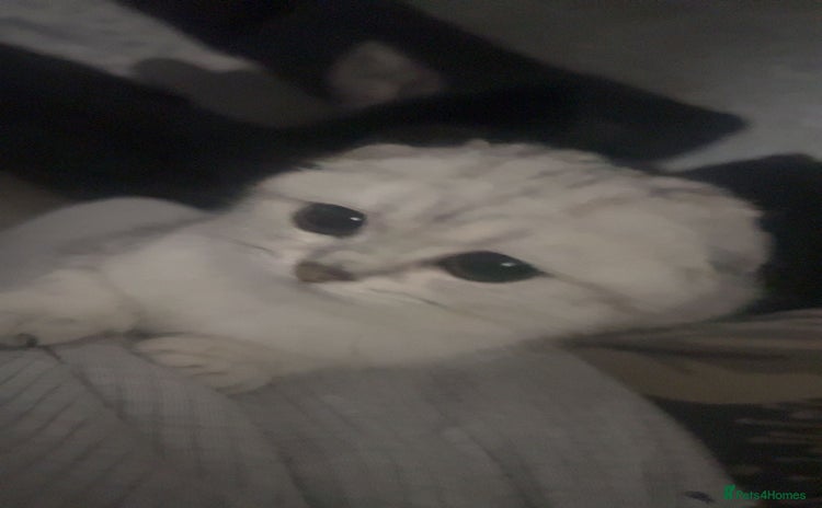 Scottish Fold cats - Advert 2