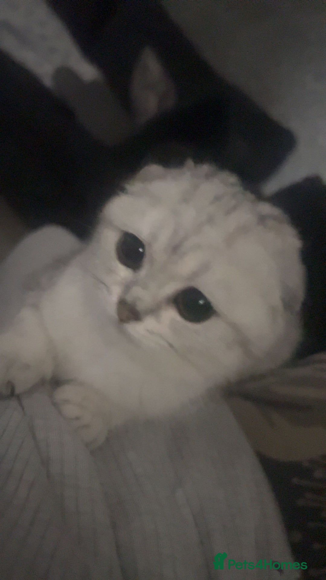 Scottish Fold cats for sale: Scottish Fold Kitten For Sale - Image 1