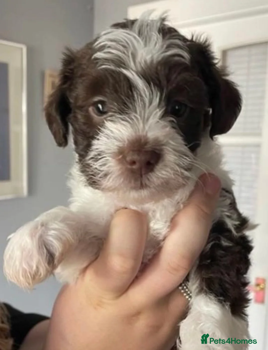 Poodle dogs for stud: KC CHOCOLATE AND WHITE SCHNAUZER STUD MAC +BVA 👍 in Coventry - Advert 23