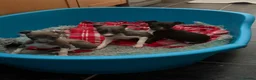 Italian Greyhound dogs for sale: Italian Greyhound puppies ready to leave  - Advert 9