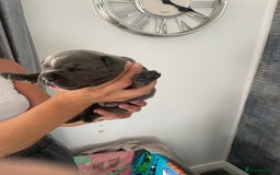 Staffordshire Bull Terrier dogs for sale: Blue Staffordshire bull terrier kc registered ❗️ - Image 9