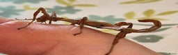 Stick Insects invertebrates for sale: Live stick insects and eggs - Advert 11