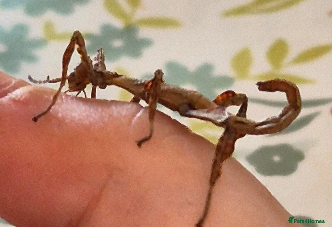 Stick Insects invertebrates for sale: Live stick insects and eggs - Image 11