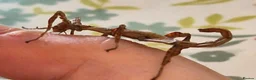 Stick Insects invertebrates for sale: Live stick insects and eggs - Advert 12