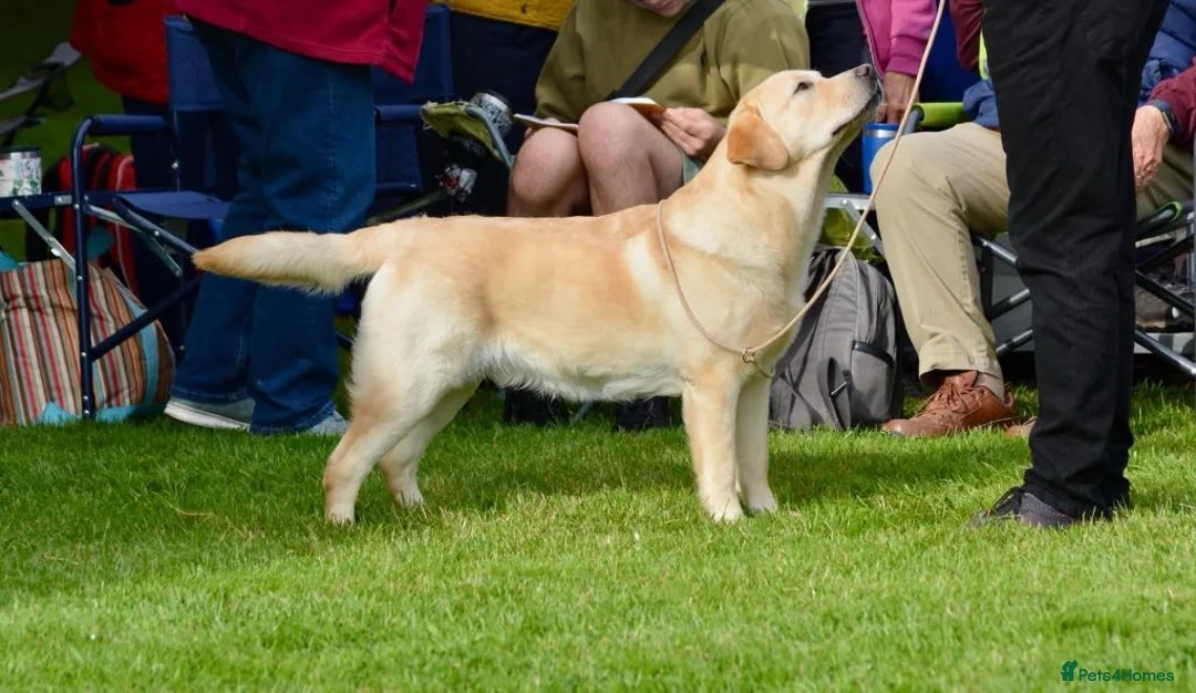 Labrador Retriever dogs for stud: Chocolate Labrador Stud dog in Spalding - Advert 4