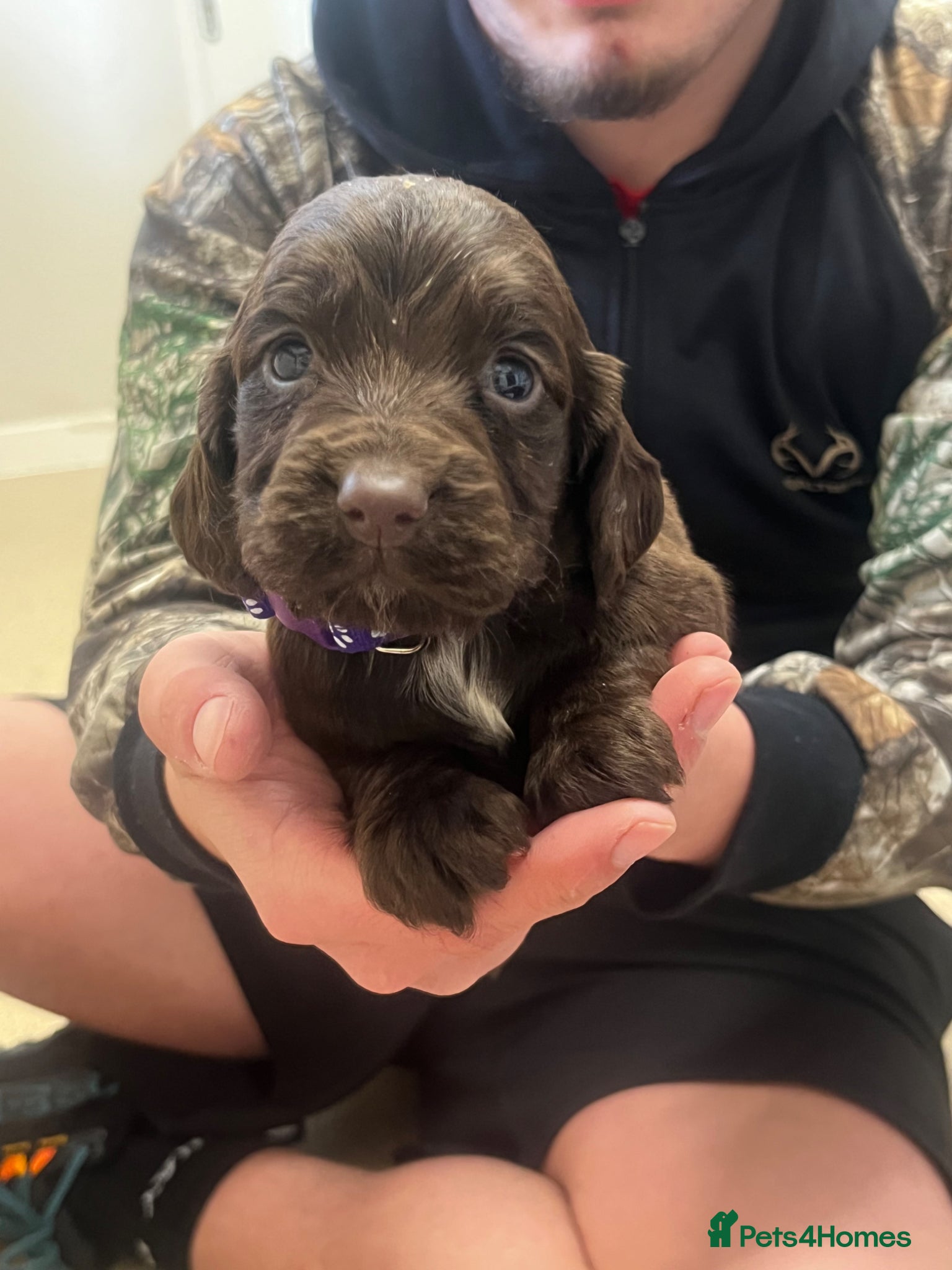 Cocker Spaniel dogs Kc registered  cocker spaniels - Advert 14