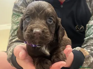 Cocker Spaniel dogs Kc registered cocker spaniels - Advert 14