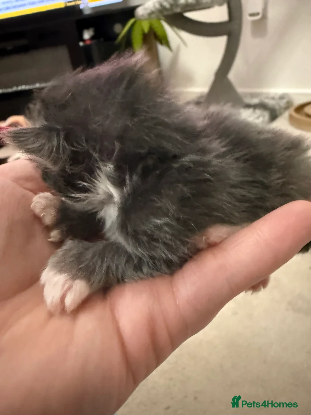Maine Coon cats for sale: Polydactyl Maine Coon Kittens.  - Advert 10