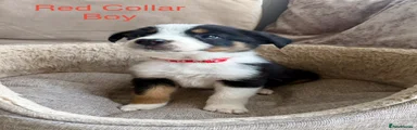 Border Collie Puppy 2 Red collar