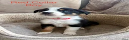 Border Collie dogs for sale: Border Collie Puppies Slate Blue & traditional. - Advert 5