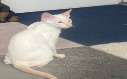 Siamese cats for sale: Flame point Siamese  - Image 2