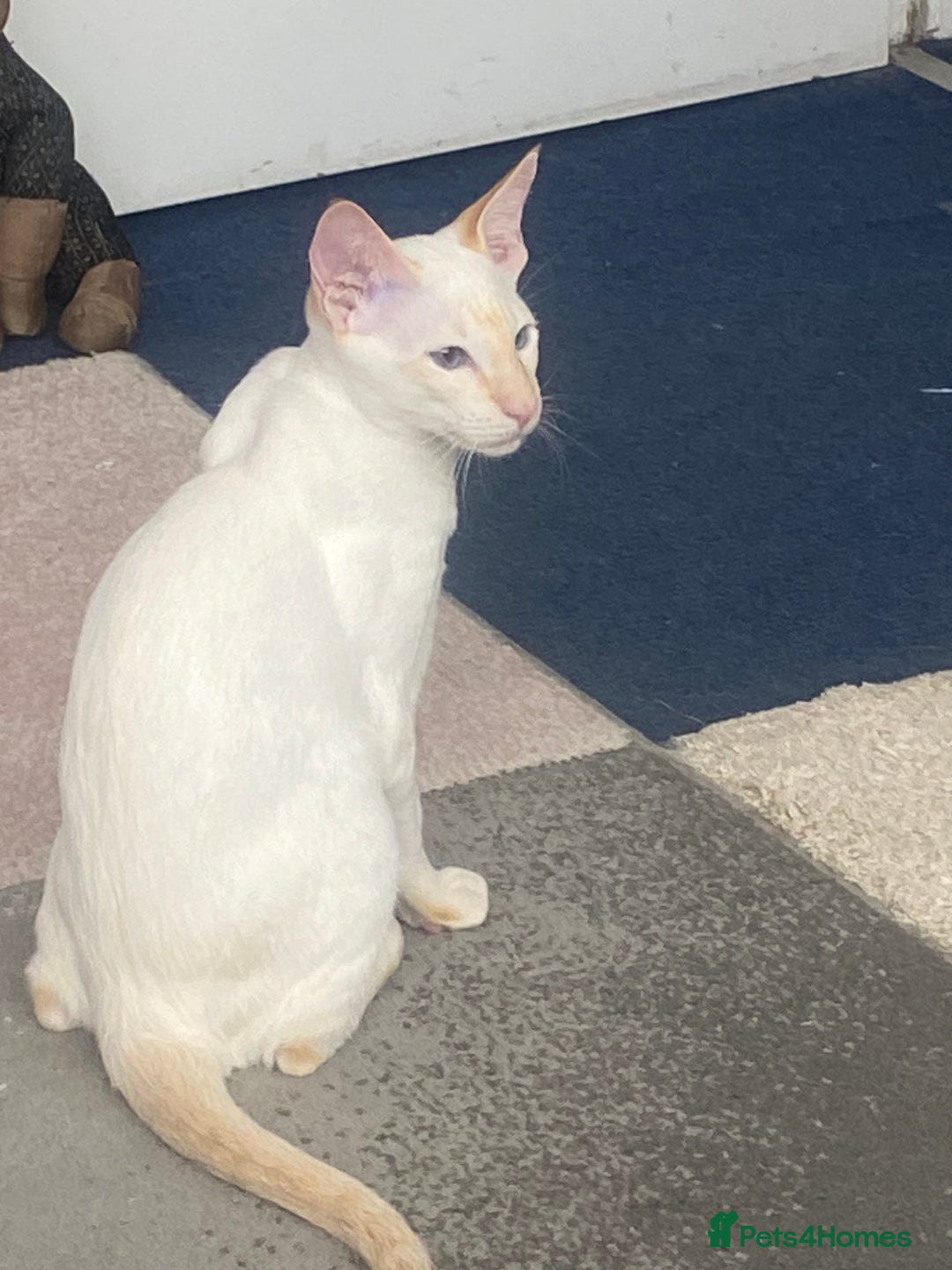 Siamese cats for sale: Flame point Siamese  - Image 2