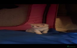 Mixed Breed cats for sale: Adorable kittens available  - Image 2